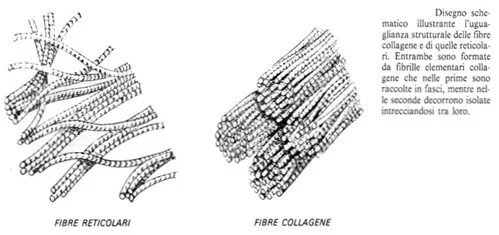 Fibre collagene