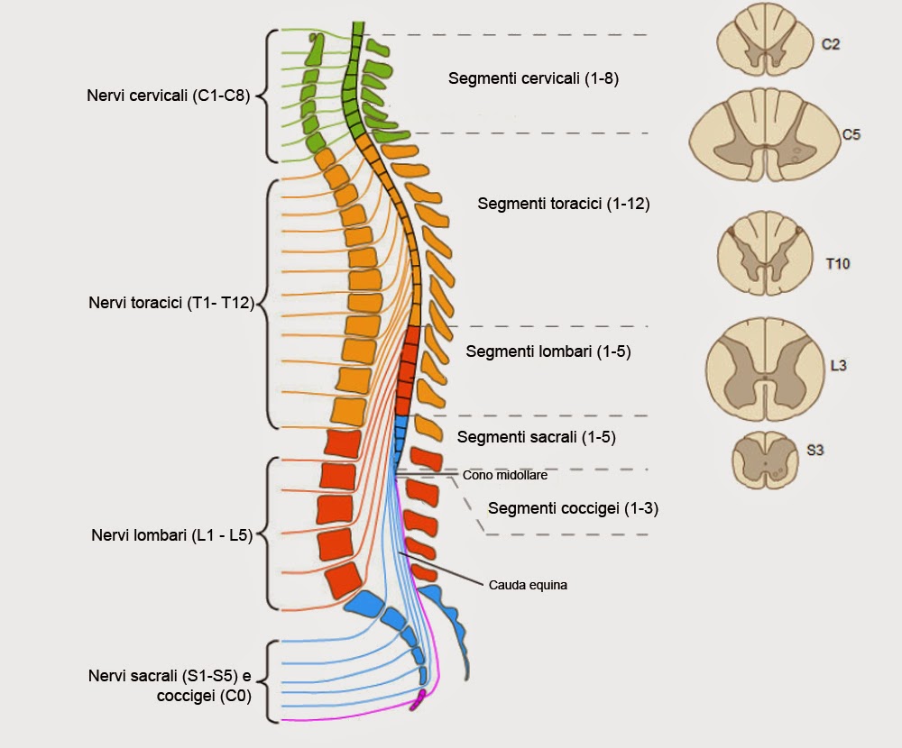 Meningi spinali – sezione trasversale