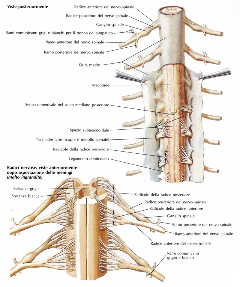 Meningi spinali – vista posteriore