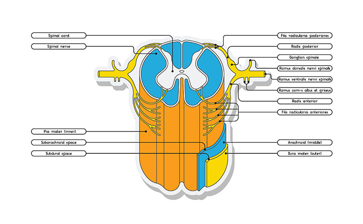 Midollo spinale sezione longitudinale