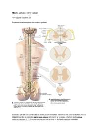 Midollo spinale – sezioni trasversali a diversi livelli