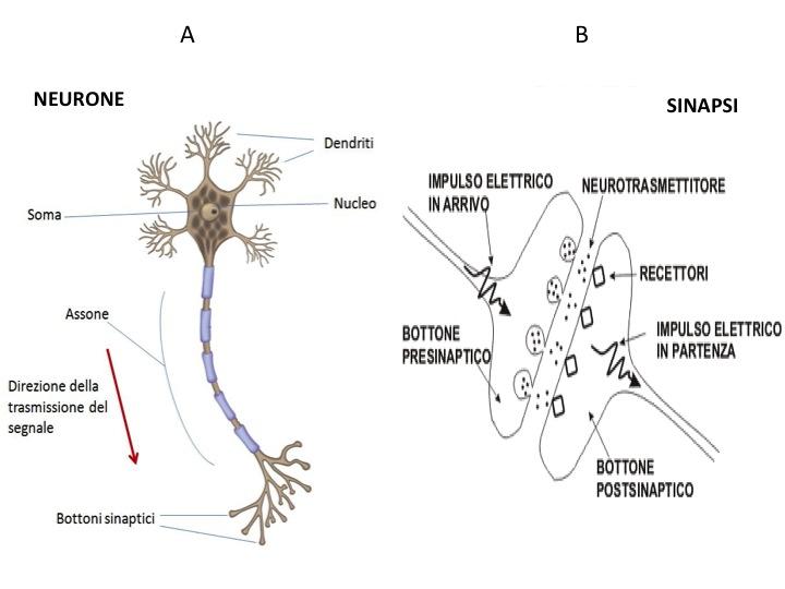 neuroni pirenofori e dendriti