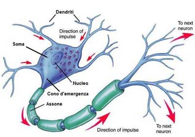 parti di un neurone