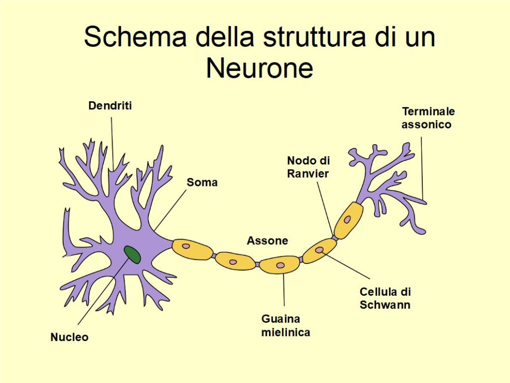 struttura di un neurone